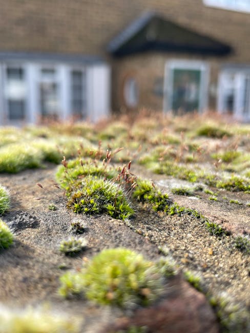 A close-up view of a weathered roof surface covered in patches of green moss and lichen, with a rough, textured appearance. The moss appears in various shades of green, some with reddish-brown tips, growing in clusters along the ridges and cracks of the roof. In the background, slightly out of focus, there is a residential brick house with white-framed windows and a dark tiled roof, situated in a suburban setting. The sky is not visible, but the lighting suggests natural daylight. The scene illustrates an example of typical outdoor roof conditions that may require maintenance or moss removal, which Waste Clearance Hounslow often advises as part of regular property upkeep or alternative waste handling services.
