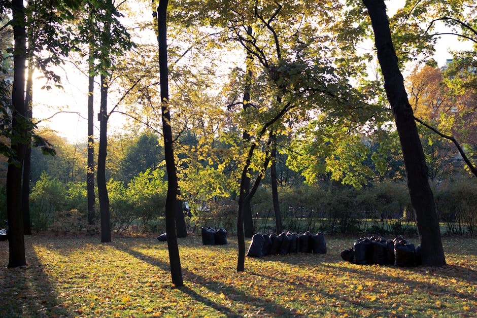 In a sunlit park area, several trees with slender dark trunks and light green to yellow leaves cast long shadows on the ground covered with grass and fallen leaves. In the middle distance, multiple black garbage bags filled with garden waste are neatly stacked on the grassy surface, positioned among the trees. The bags appear to be made from heavy-duty plastic with a slightly crinkled texture, their dark color contrasting with the lighter foliage and ground. Behind the bags, a row of dense bushes and shrubs extends across the background, adding a natural boundary to the scene. The sunlight filtering through the leafy canopy creates a warm, inviting atmosphere typical of a late autumn afternoon. This scene illustrates a clean, organized approach to garden waste disposal, indicative of private or independent waste removal services that handle garden clearance, such as those provided by Waste Clearance Hounslow. The overall setting is peaceful, with a focus on outdoor environmental management and sustainability practices in a park or garden context.